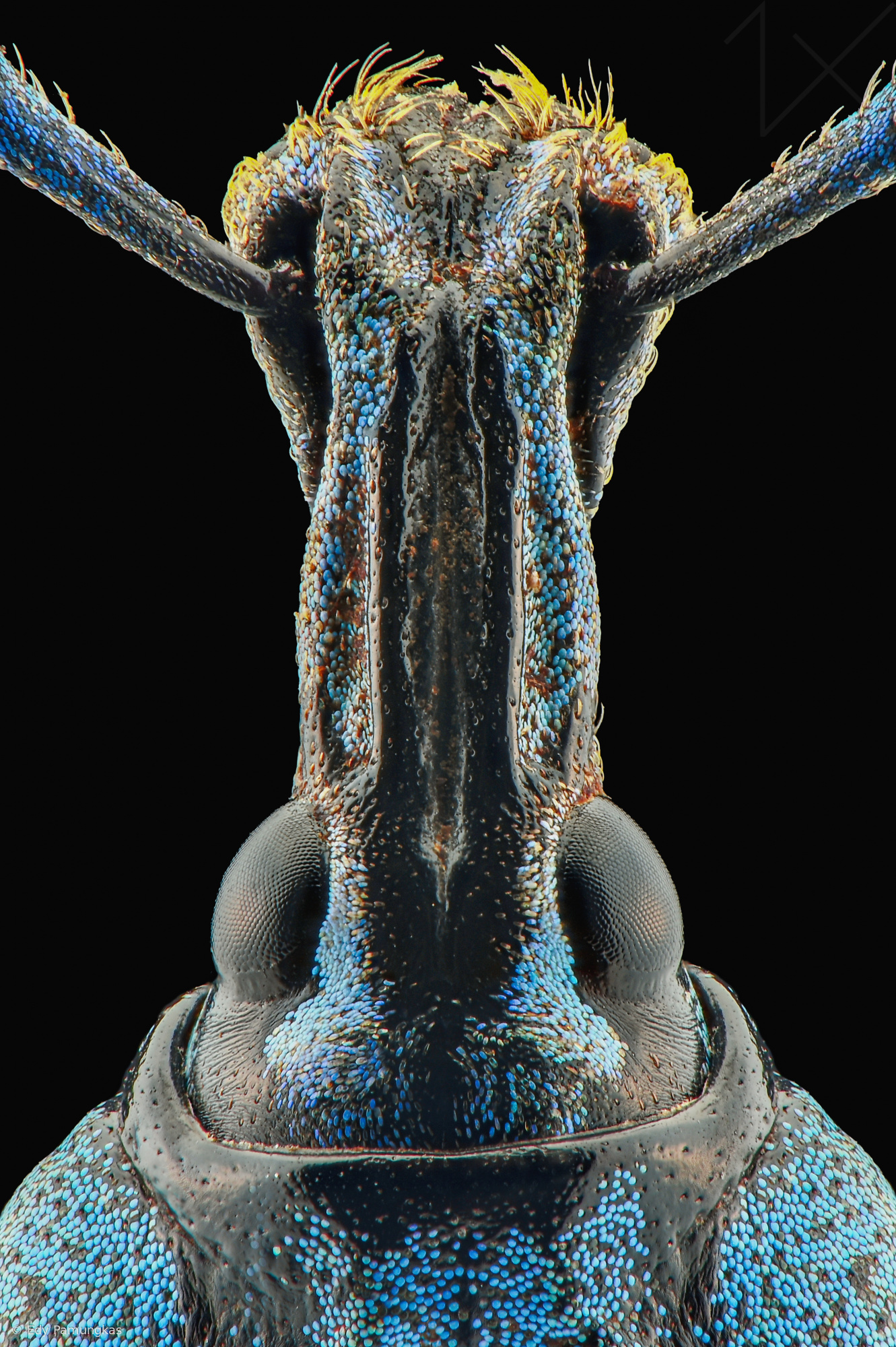 Close Up Weevil