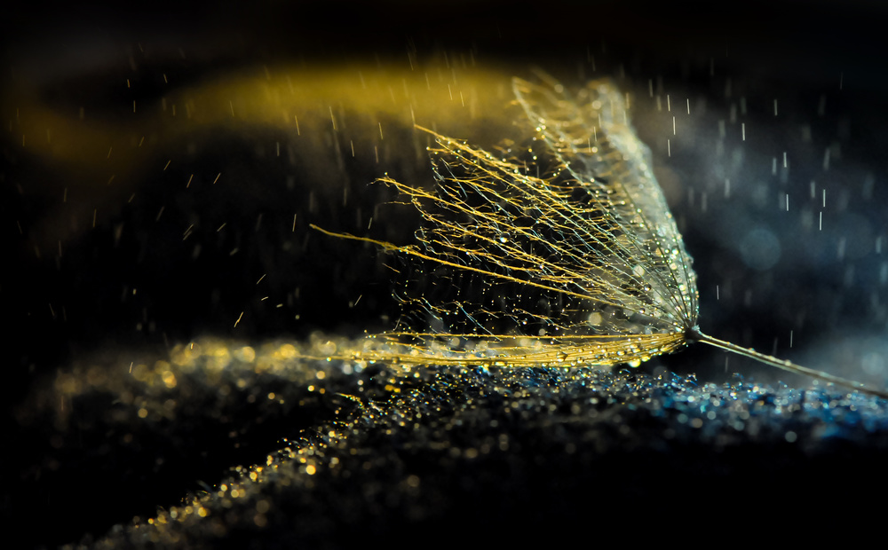 Glowing Dandelion Seed by Ivelina Blagoeva — canvas wall art