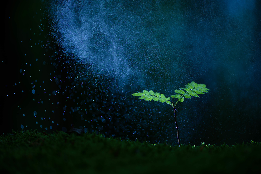 Delicate Sprout Blue Mist by Ann Cornelis — canvas wall art