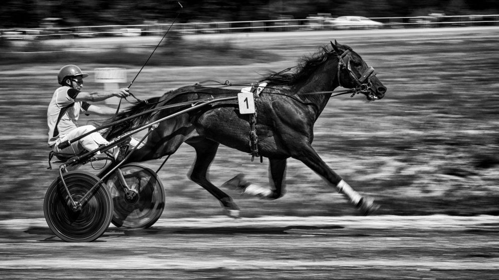 Harness Race Action by mihai ian nedelcu — canvas wall art