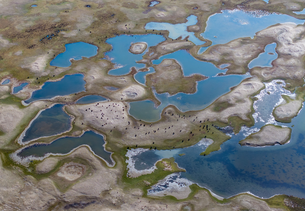 Wetland Lakes and Bison by Dianne Mao — canvas wall art