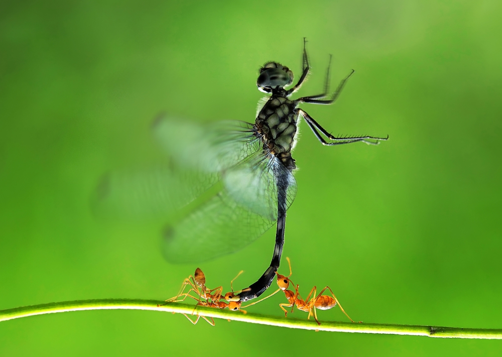 Dragonfly and Red Ants by Adhi Prayoga — canvas wall art