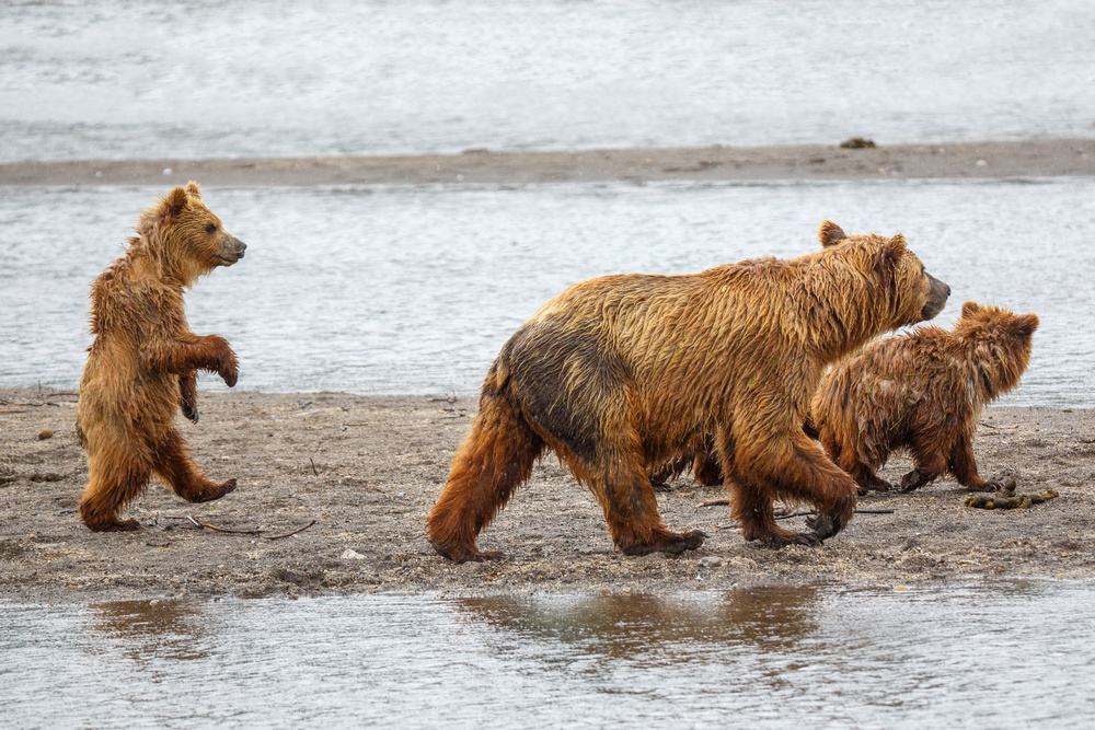 Wild Bear Family Walk by Denis Budkov — canvas wall art