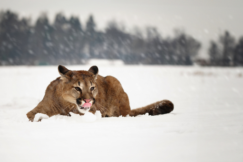 Majestic Puma in Winter by Michaela Firešová — canvas wall art