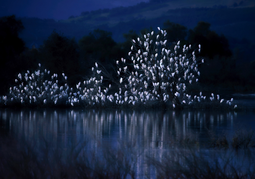 Moonlight Egret Roost by Jesus Concepcion Alvarado — canvas wall art