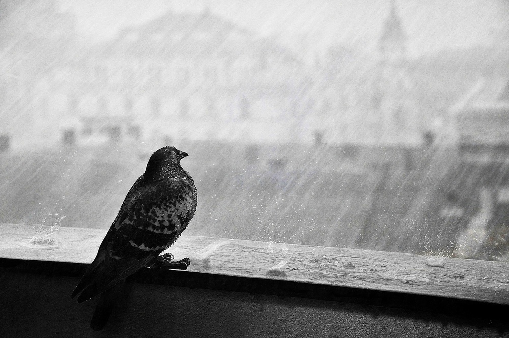 Pigeon In The Rain by Nicoleta Gabor — canvas wall art