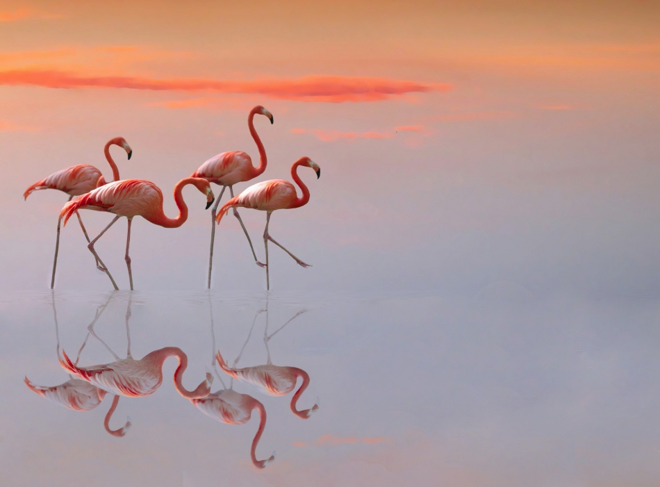Pink Flamingos Sunset by Anna Cseresnjes — canvas wall art