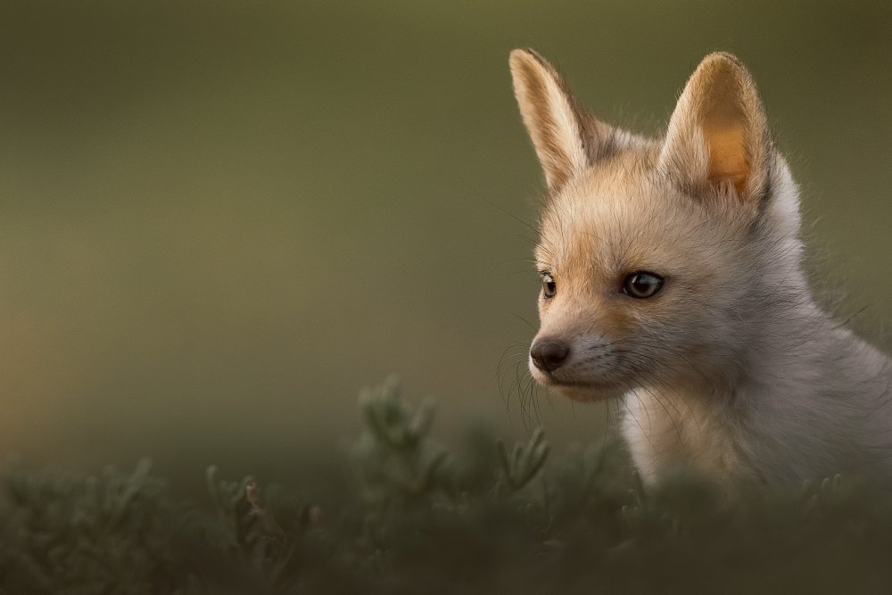 Curious Fox Kit by Ahmed Sobhi — canvas wall art