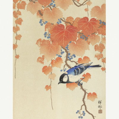 Great Tit On Paulownia Branch