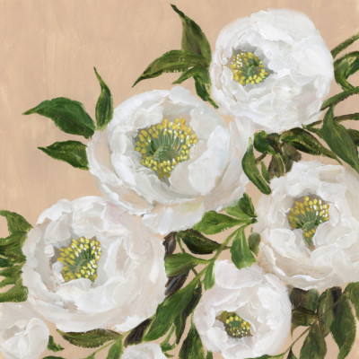 Evadne peonies in coral