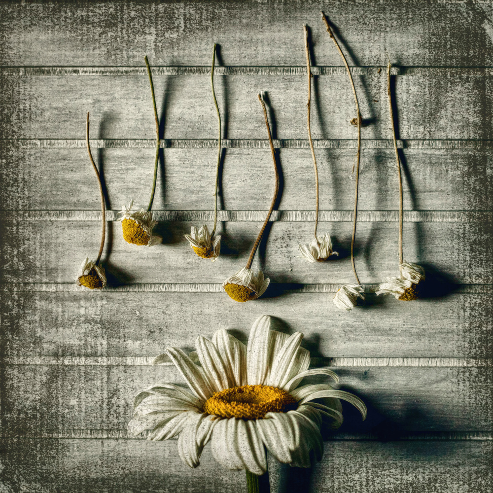 Fresh and Faded Daisies by Evelina Petkova — canvas wall art