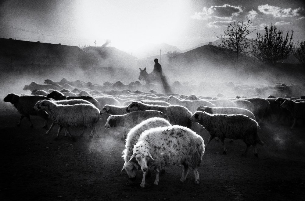 Dusty Sheep Herd by Emir Bagci — canvas wall art