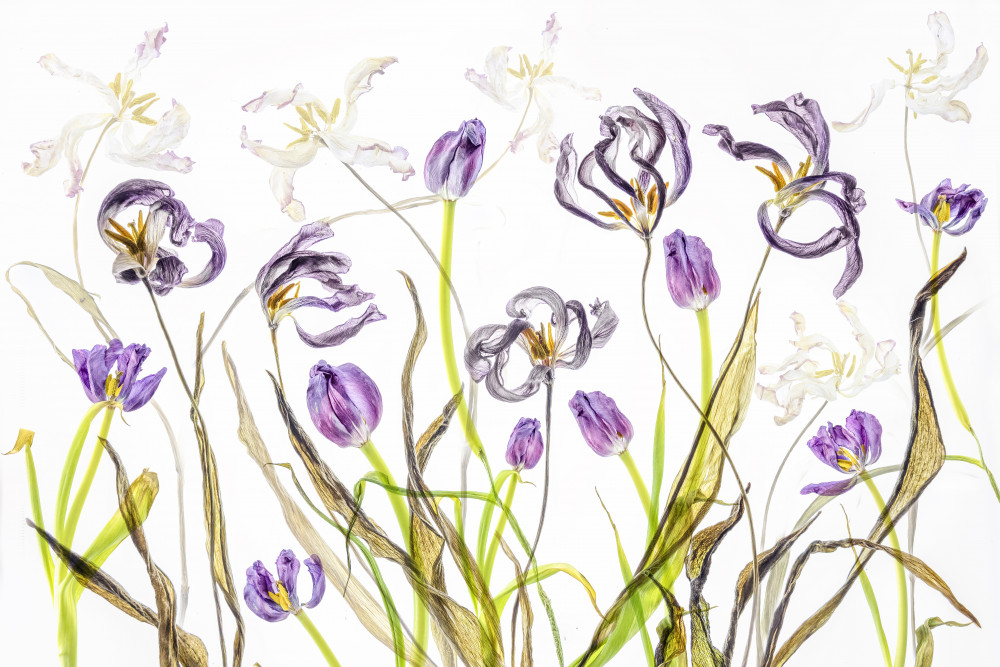 Fading Purple Tulips by Cheryl Eagers — canvas wall art