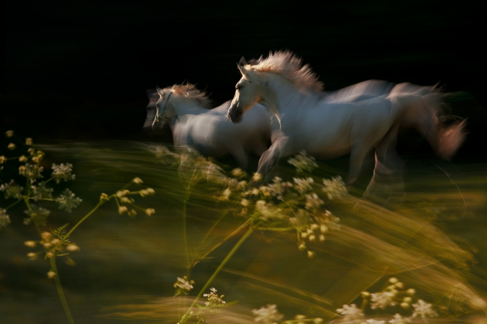 Spirited White Horses by Milan Malovrh — canvas wall art