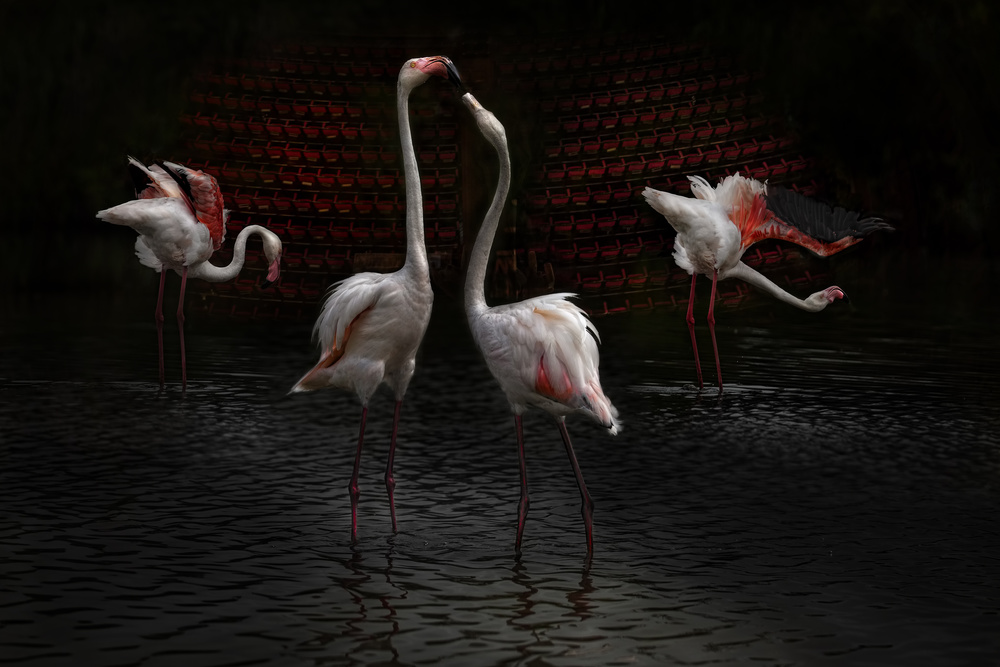 Elegant Flamingo Pair by Martine Benezech — canvas wall art