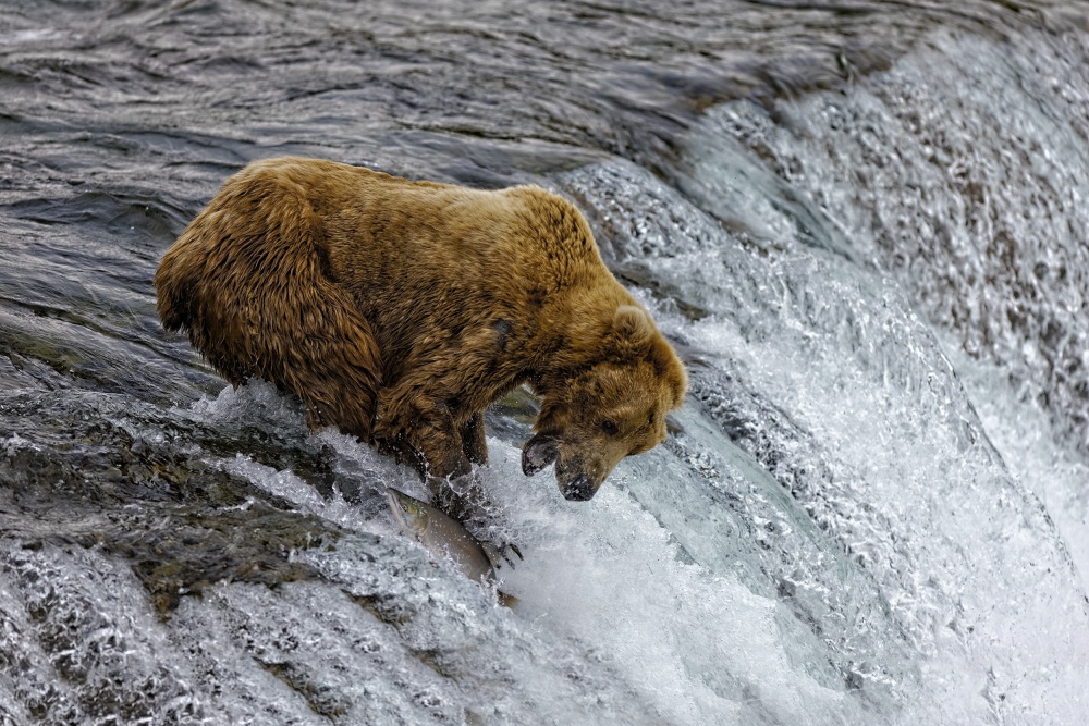 River Bear Catch by Peter Stahl — canvas wall art