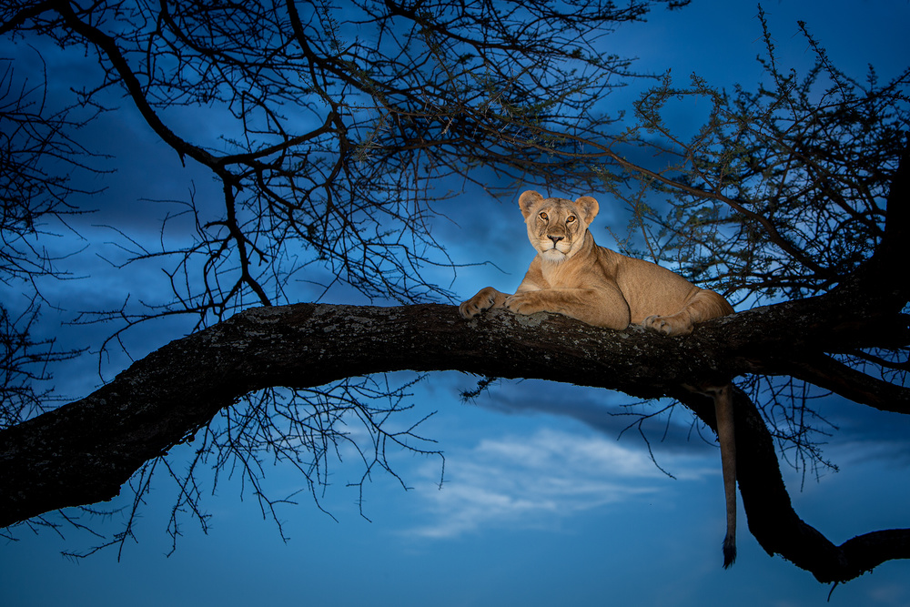 Twilight Lioness on Tree by Ali Khataw — canvas wall art