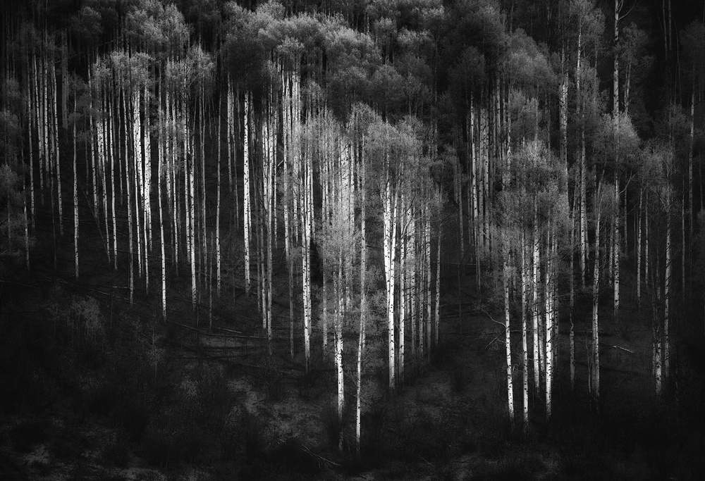Radiant Birch Trunks by Atul Chopra — canvas wall art