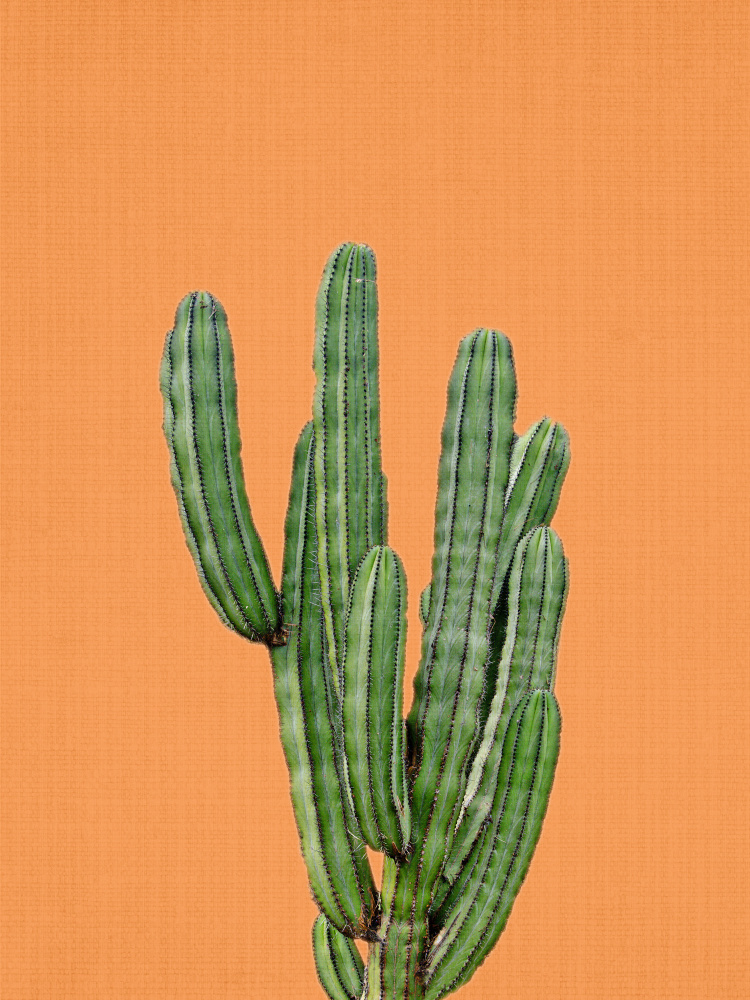 Vibrant Cactus Orange by Lila & Lola — canvas wall art