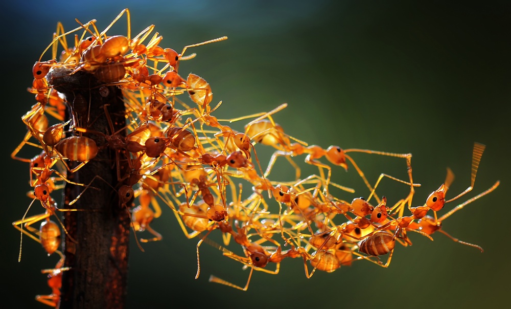 Cooperation by Adhi Prayoga — canvas wall art