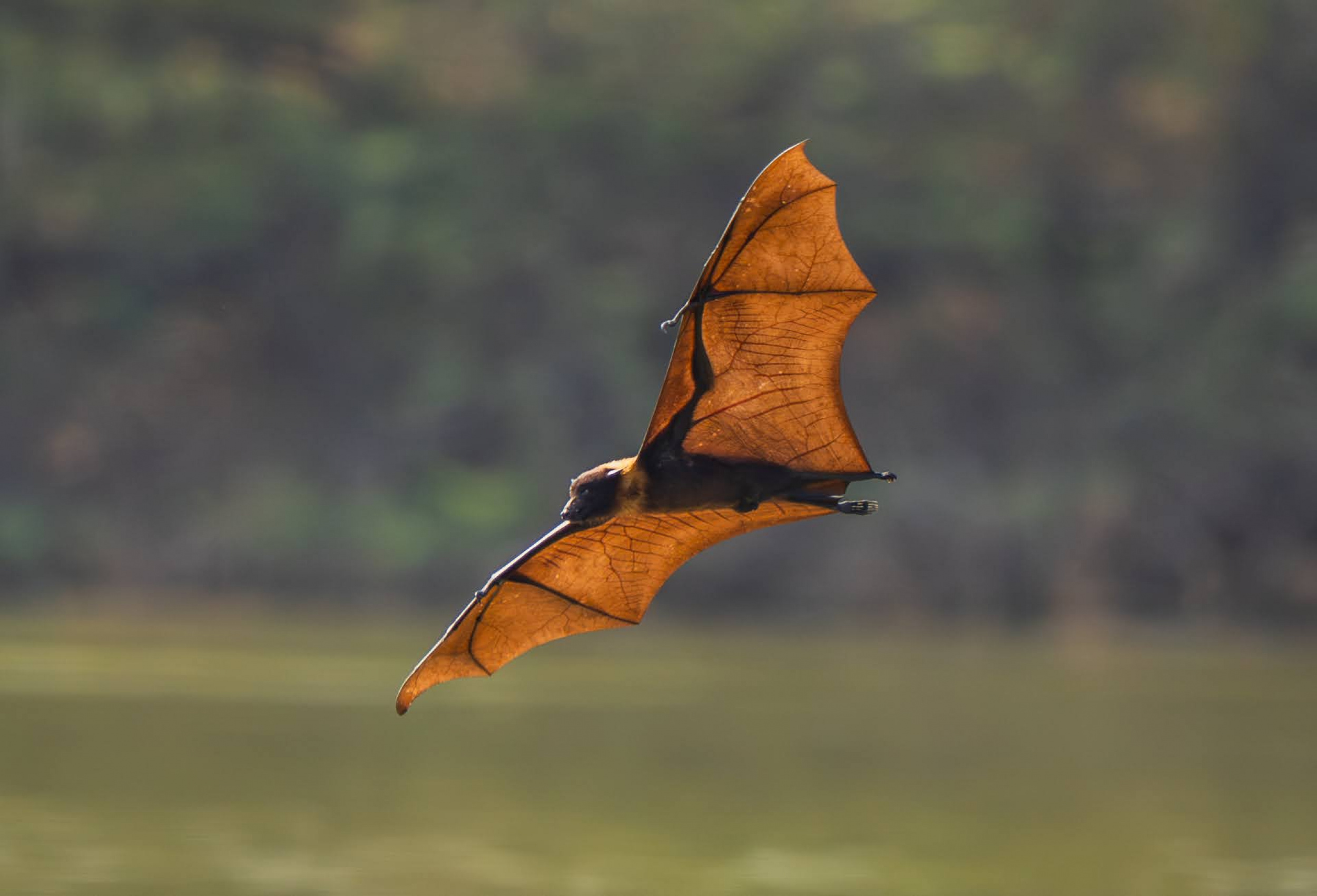 flying away