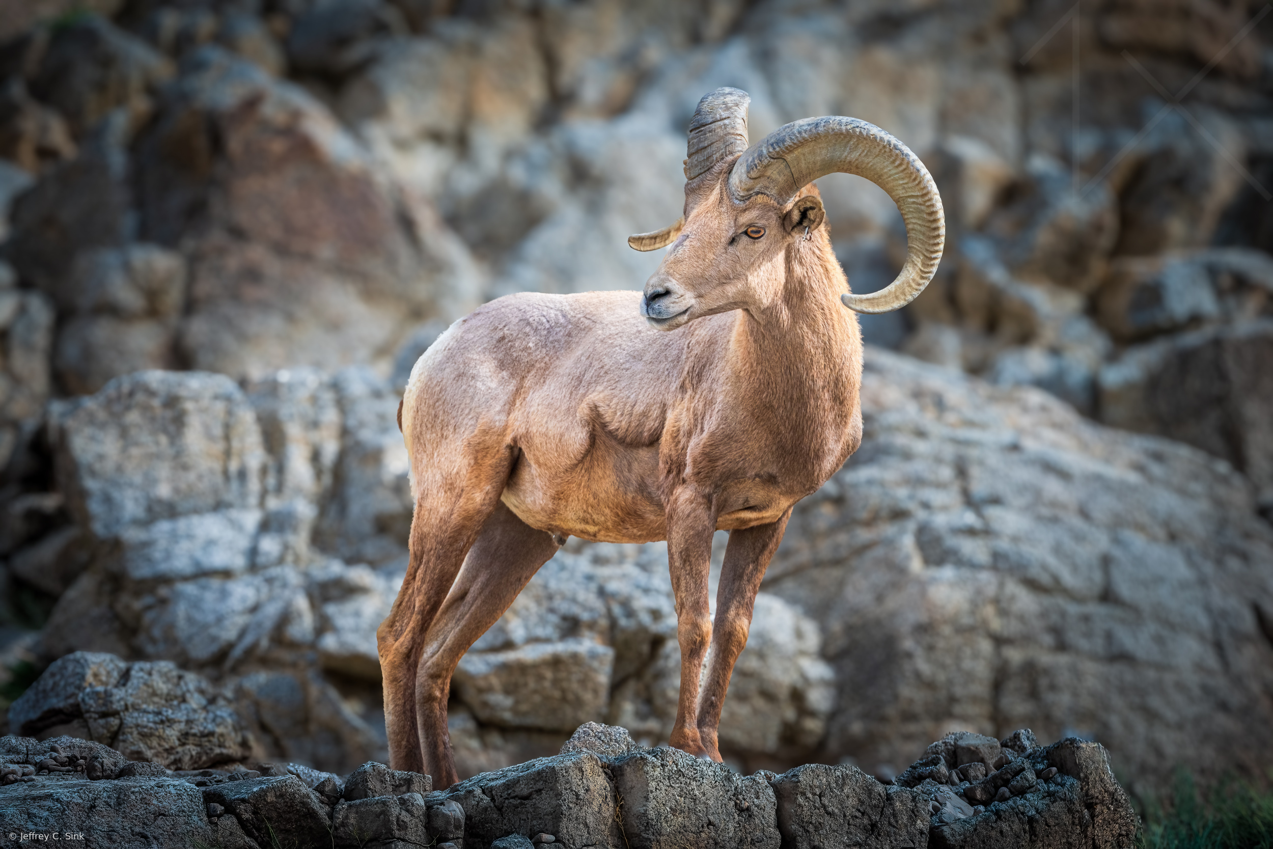 The mighty Big Horn