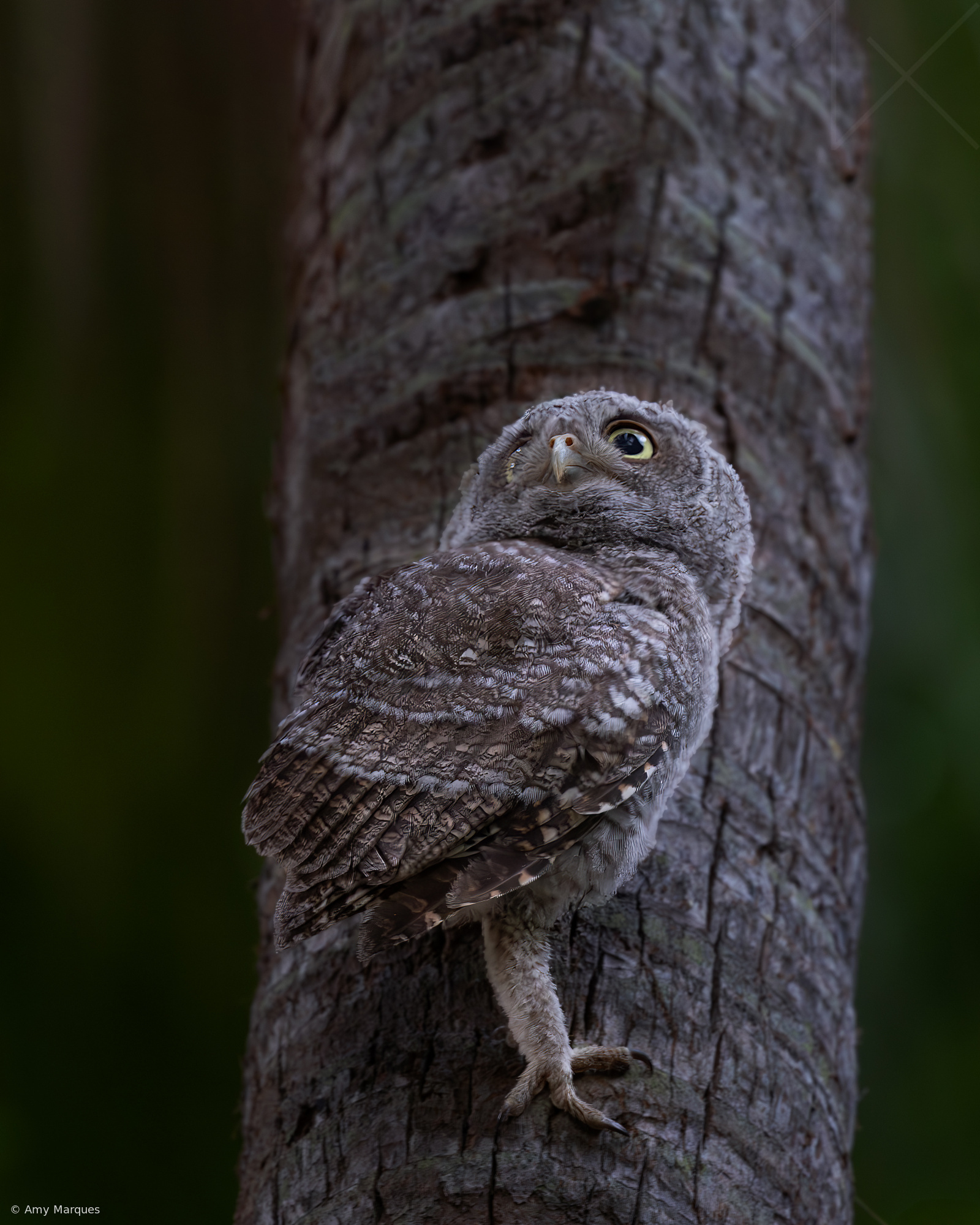 Tiny Owlet Exploring A Big World