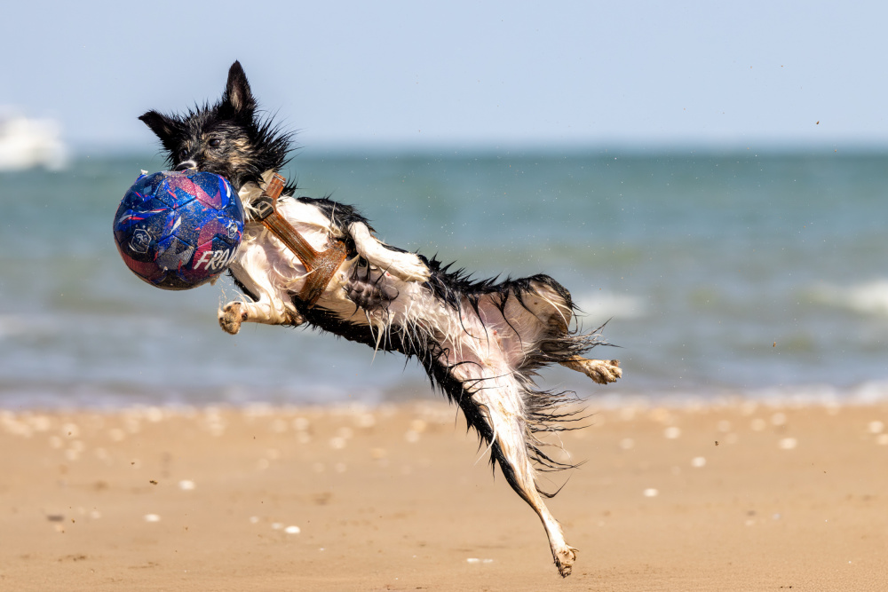 Flying Dog on Beach by Azim Khan Ronnie — canvas wall art