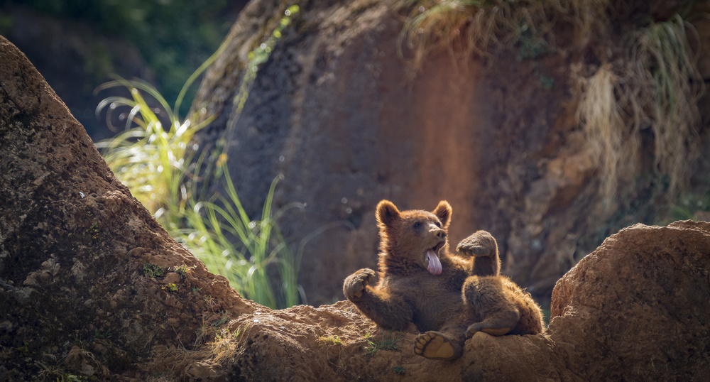 Yawning Bear Cub by Sergio Saavedra Ruiz — canvas wall art