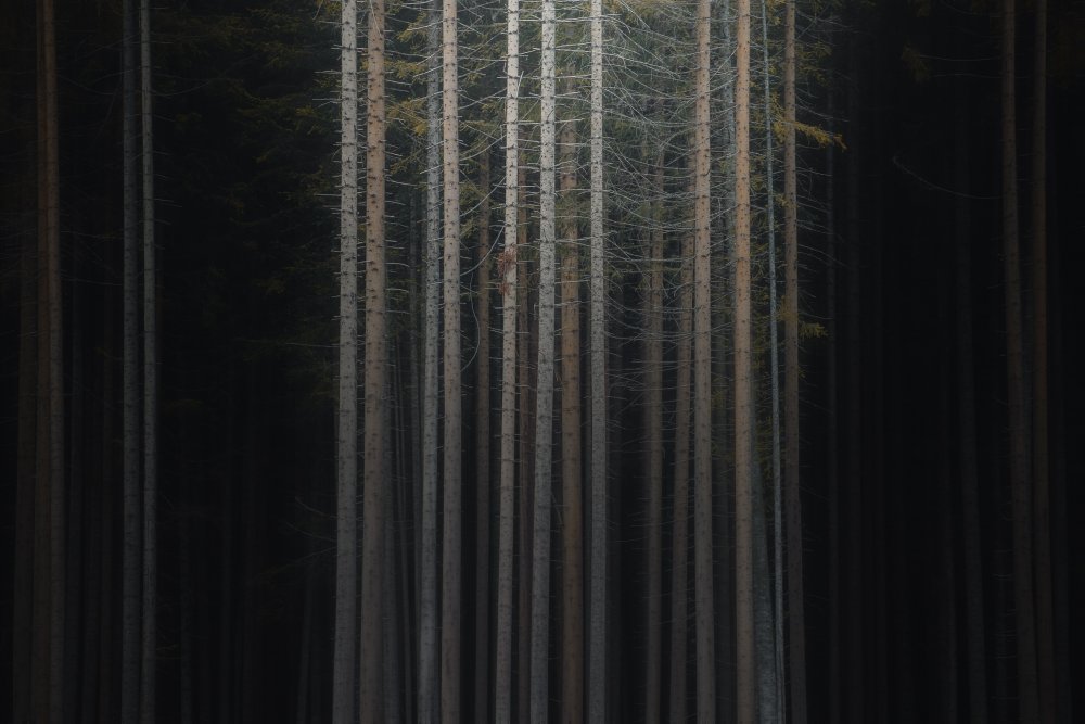 Misty Forest Trunks by Thomas de Franzoni — canvas wall art