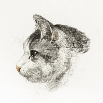 Sketch of a Cat (1819) By Jean Bernard (1775 1883)