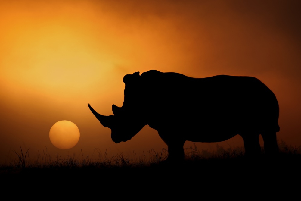 Rhino Sunset Silhouette by Mario Moreno — canvas wall art