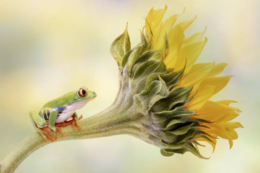 Frog On Sunflower by Linda D Lester — canvas wall art