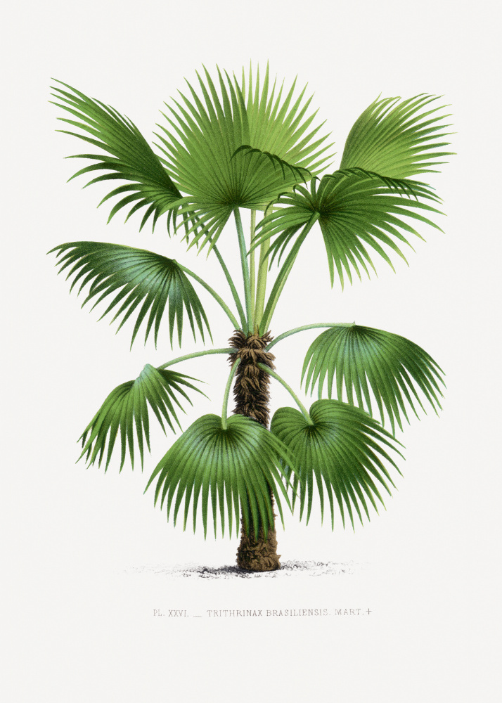 Xxvi Trithrinax B by Les Palmiers Histoire Iconographique — canvas wall art