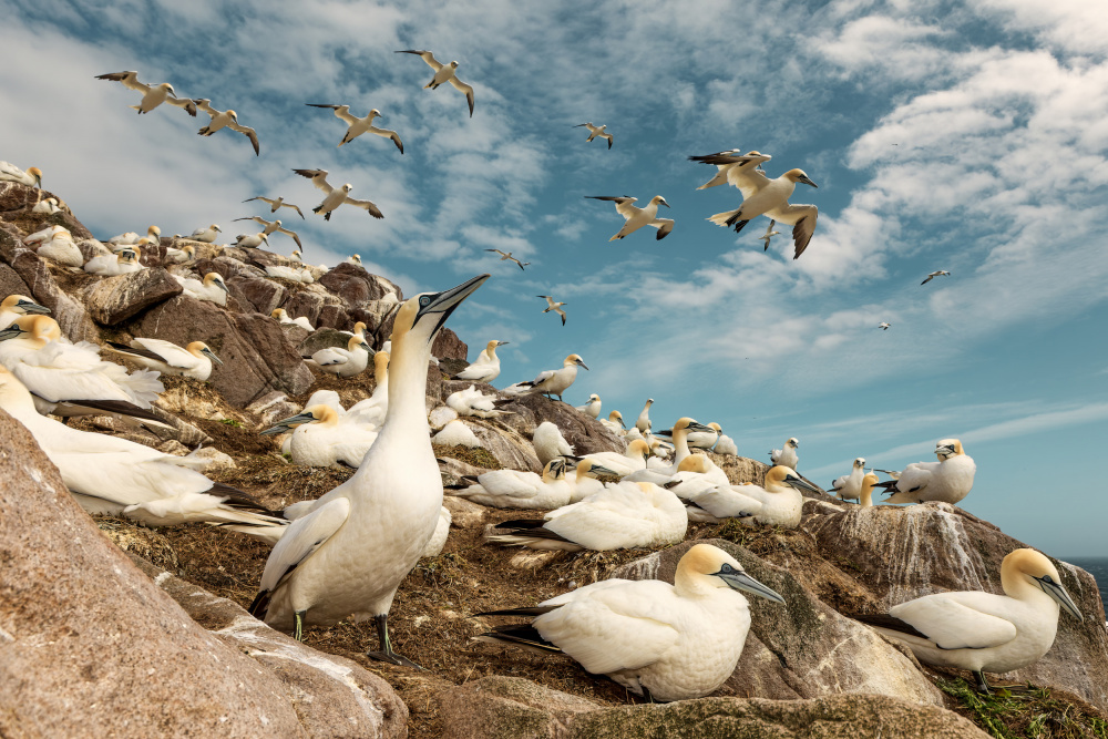Gannet Colony Cliff by Peter Krocka — canvas wall art