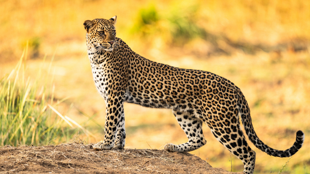 Watchful Leopard by Shobhit Chawla — canvas wall art
