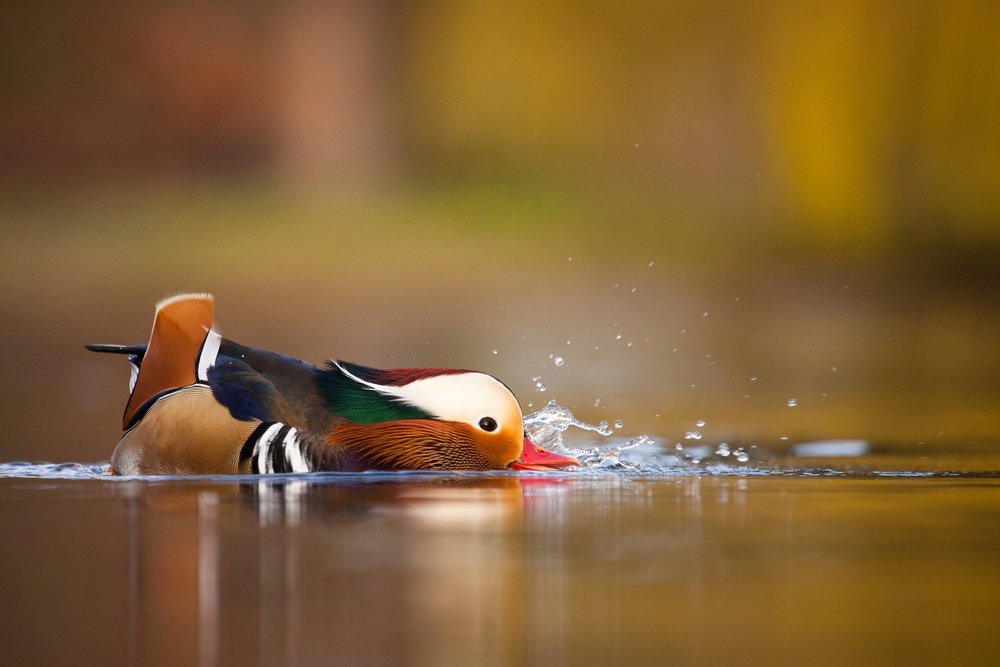 Mandarin Duck Splash by Robert Adamec — canvas wall art