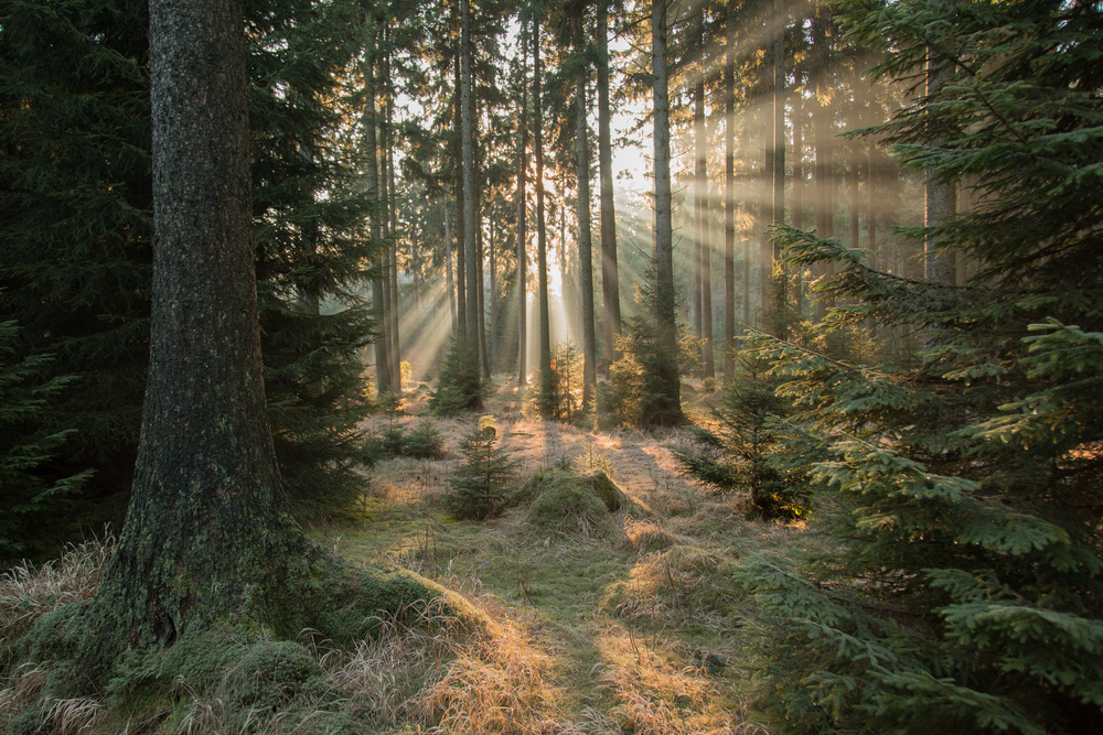 Misty Forest Sunbeams by Vincent Croce — canvas wall art