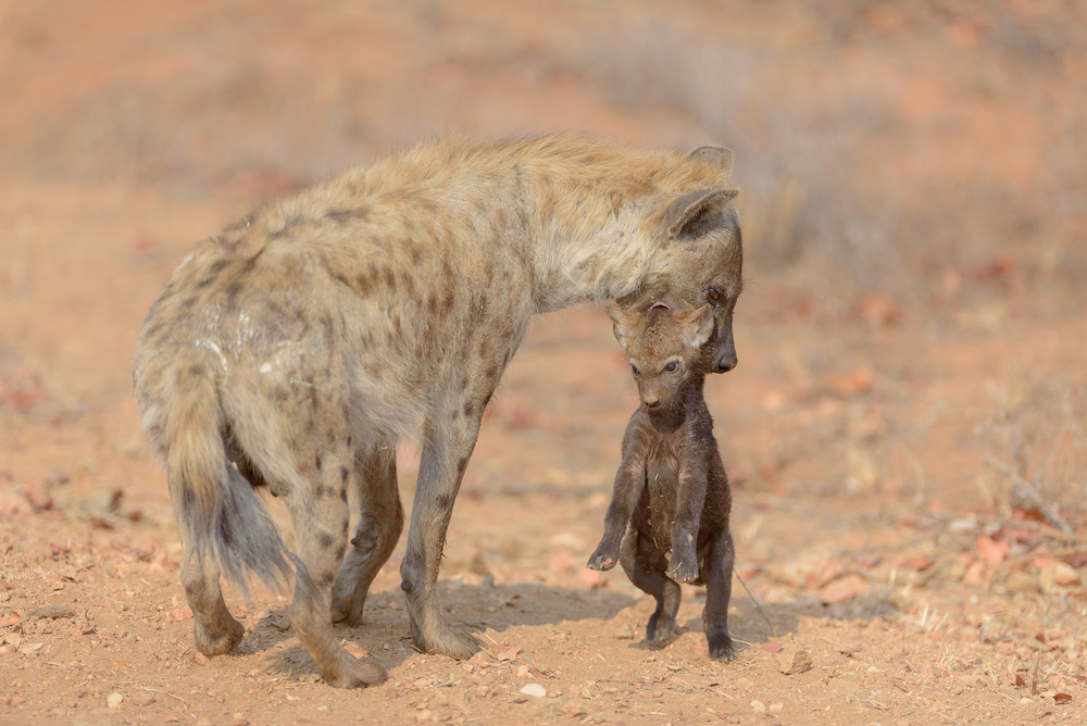 Hyena Mother and Cub by Ozkan Ozmen / Big Lens Adventures — canvas wall art
