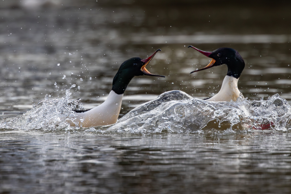 Merganser Duck Fight by Azim Khan Ronnie — canvas wall art