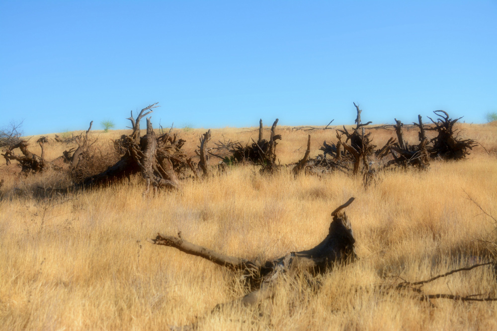 Fallen Trees Golden Field by GuruShots — canvas wall art