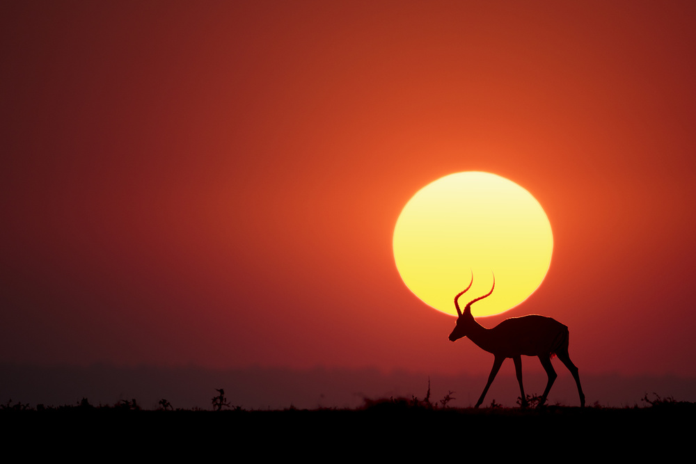 African Sunset Antelope by Renee Doyle — canvas wall art