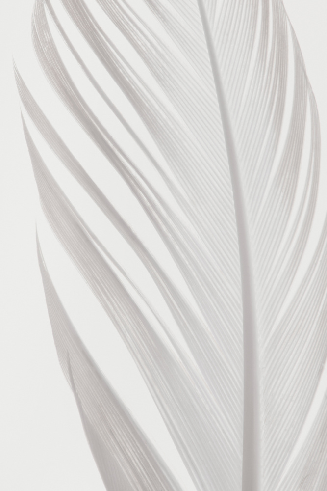 Delicate White Feather by Old Artists Studio III — canvas wall art