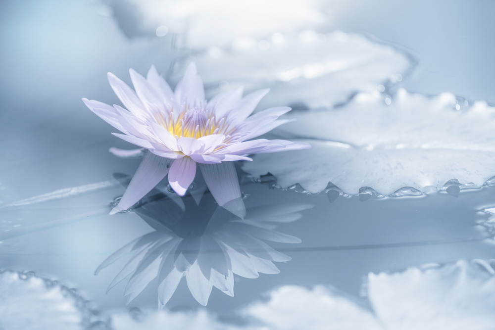 Serene Lotus Reflection by Takashi Suzuki — canvas wall art