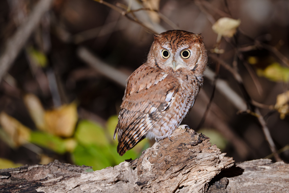 Curious Red Owl by Johnny Chen — canvas wall art