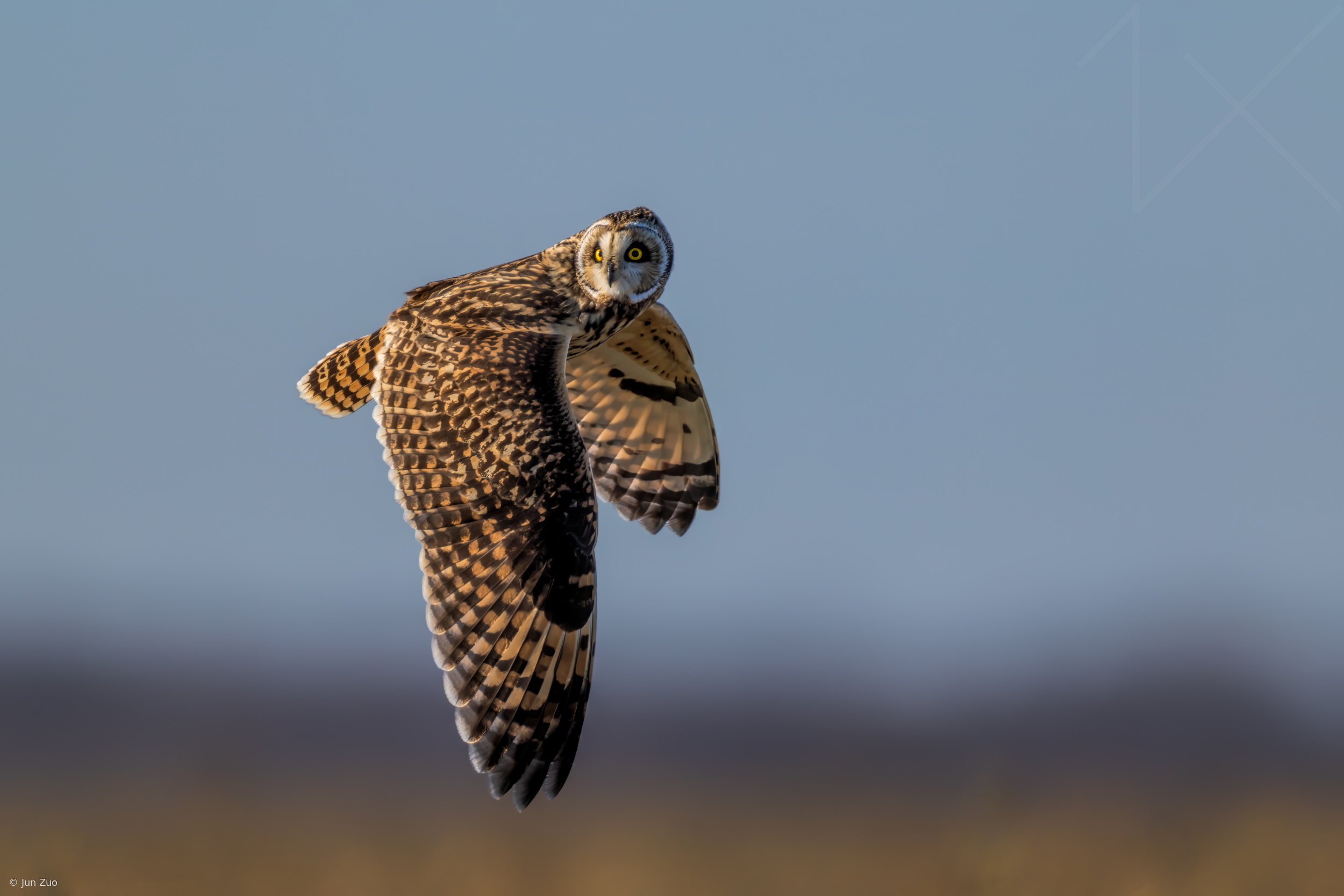 Short-Eared Owl in Flight by Jun Zuo