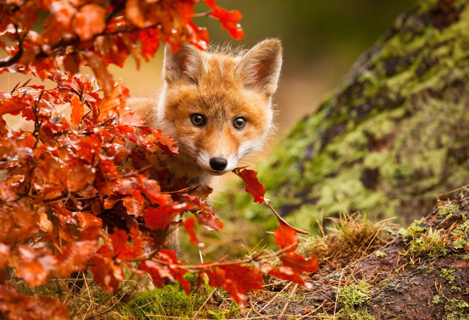 Curious Autumn Fox Cub by Robert Adamec — canvas wall art