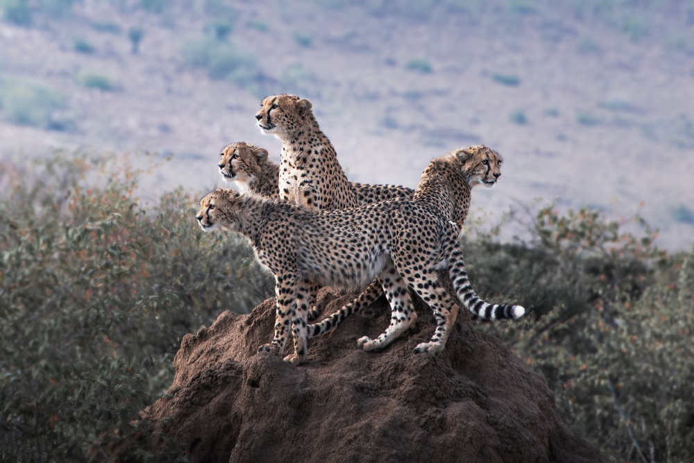 Cheetahs on the Horizon by Yun Gong — canvas wall art