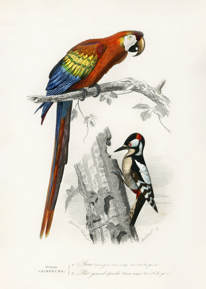 Birds II by Charles Dessalines D Orbigny — canvas wall art