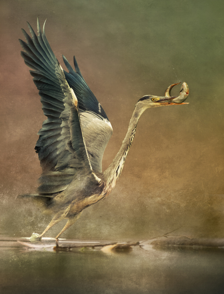 Heron's Fresh Catch by Biao  Huang — canvas wall art